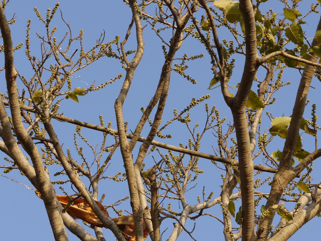 Paayar (Marathi पायर) Moraceae (mulberry family) » Ficus … Flickr
