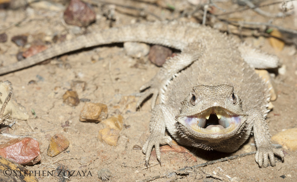 Downs Bearded Dragon (Pogona henrylawsoni) Pogona henrylaw… Flickr