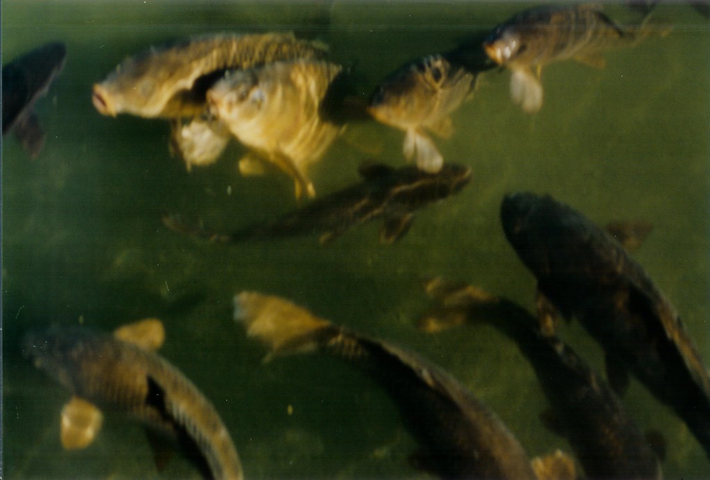 catfish in lake mead nevada Taken on a Nikon film camera i… Flickr