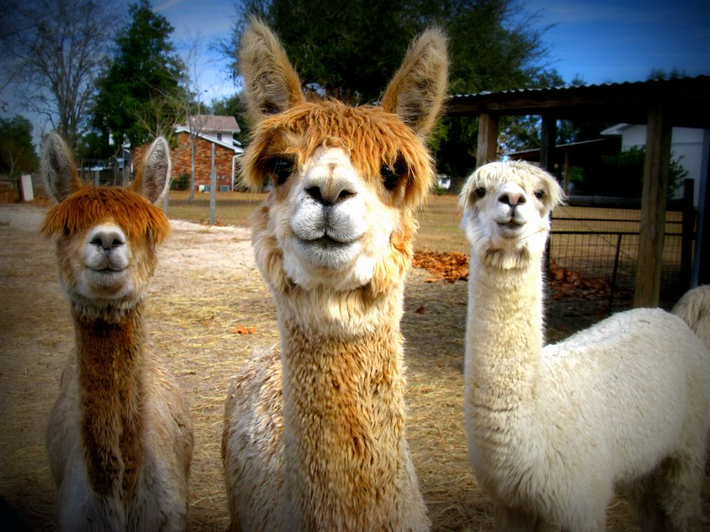 Tres Alpacas At Alpaca Magic USA, in Homosassa, FL abbey j Flickr