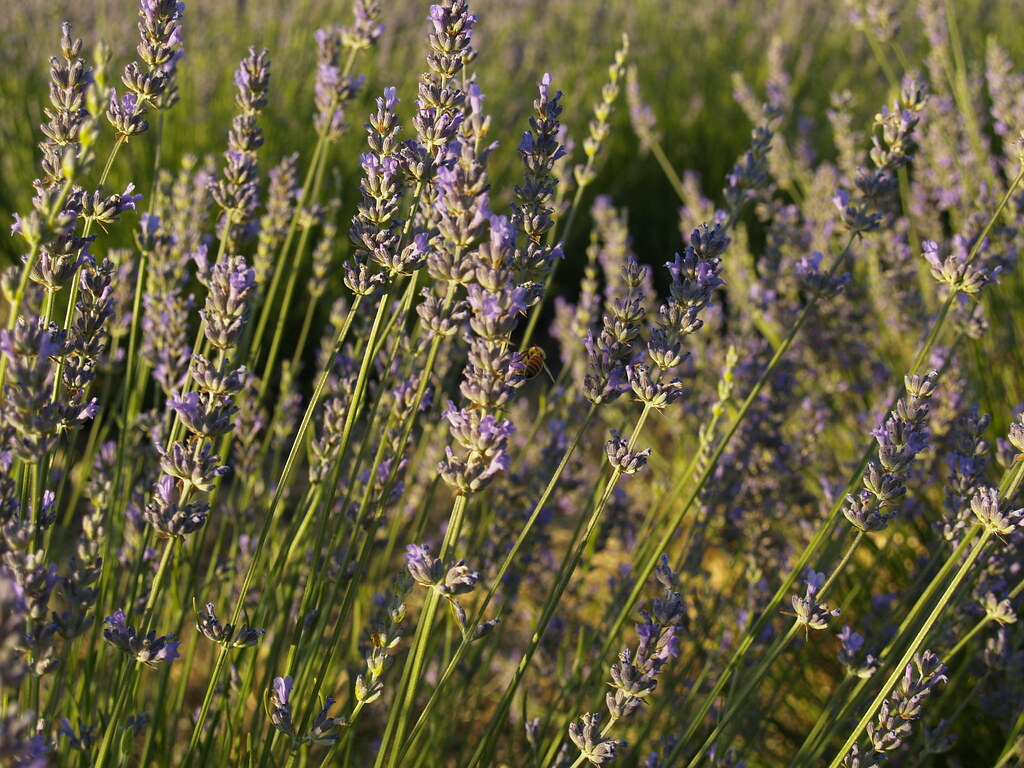 Lavender bud Kingsbury Gardens Flickr