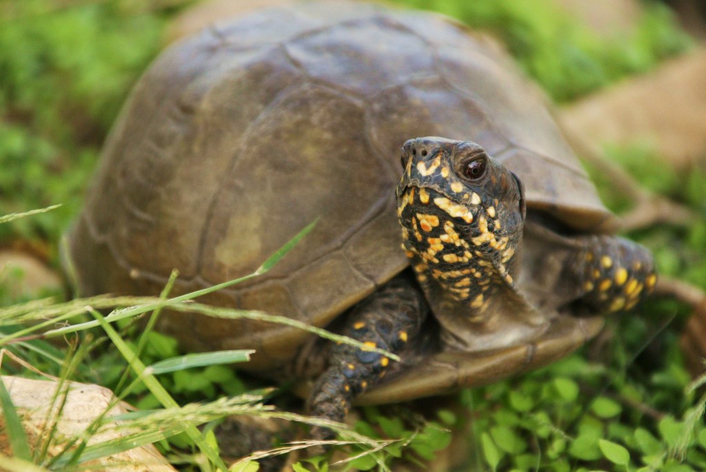 3 Toed Box Turtle SW Missouri Laura Prinsen Flickr