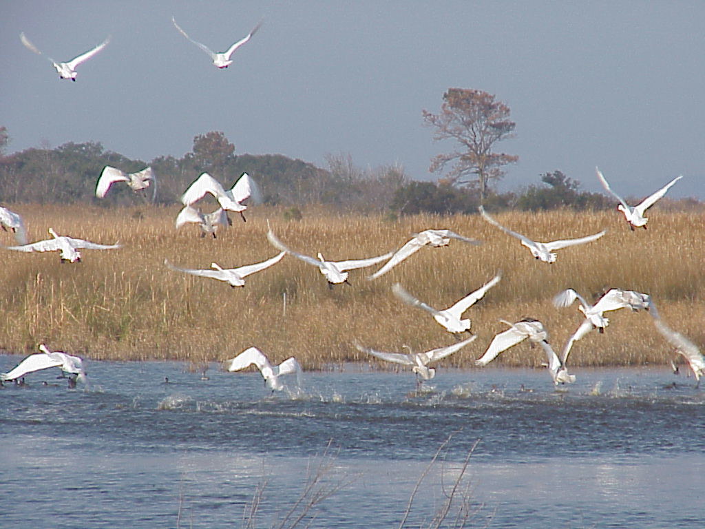 Back Bay National Wildlife Refuge Flickr