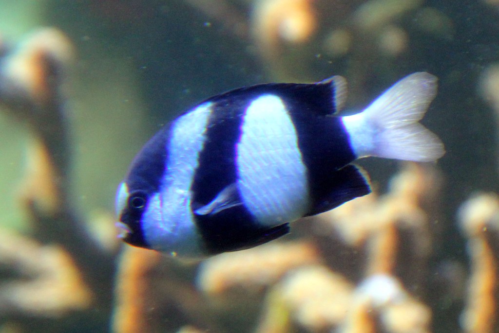 Black and white striped fish Species? Kahunapule Michael Johnson