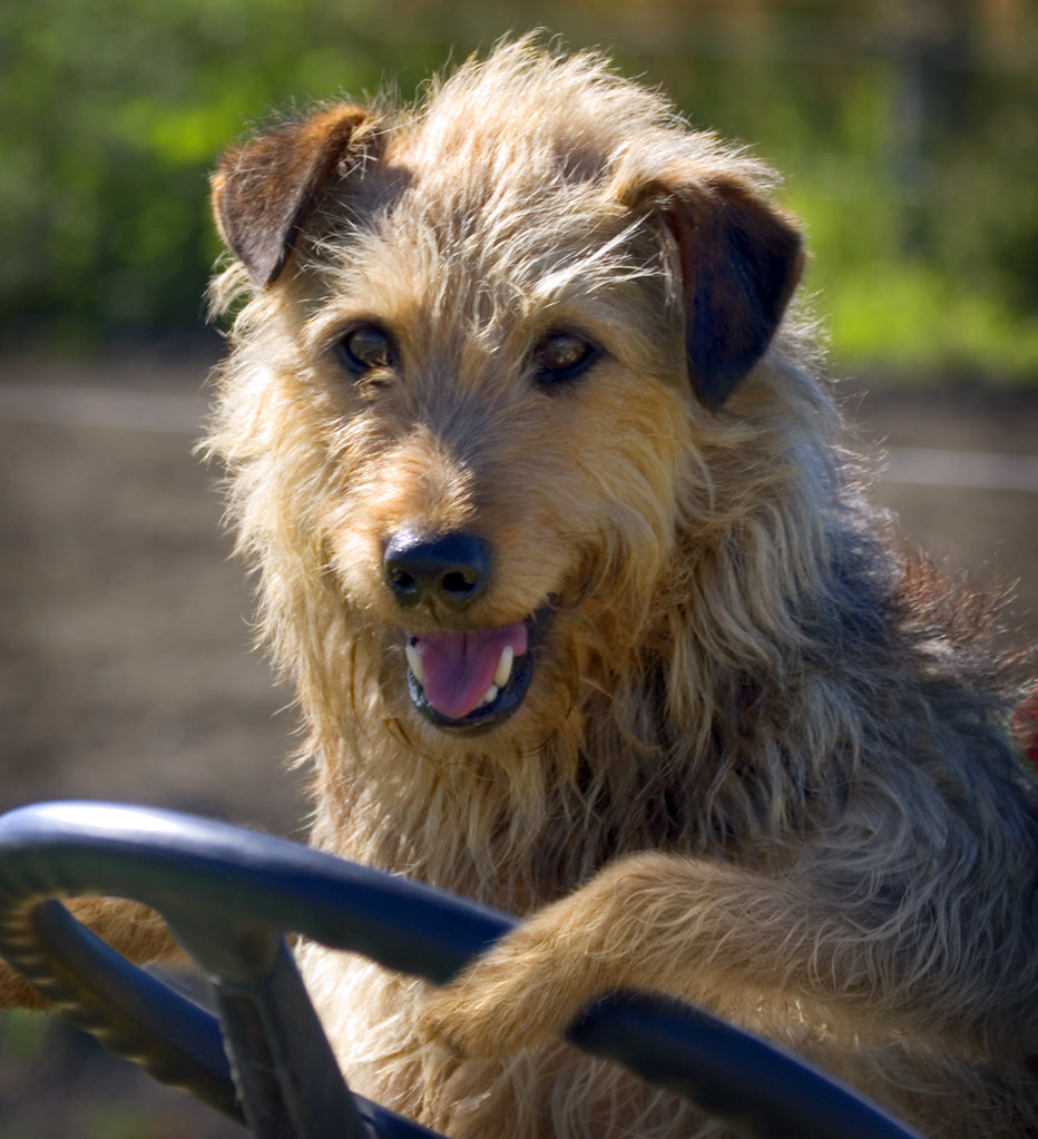 Working Dog Driving me Crazy From the Quantum Fun, Quantum… Flickr