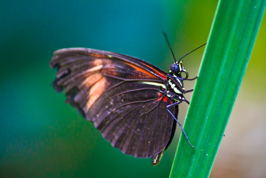 Butterfly at Pacific Science Center Abhinaba Basu Flickr