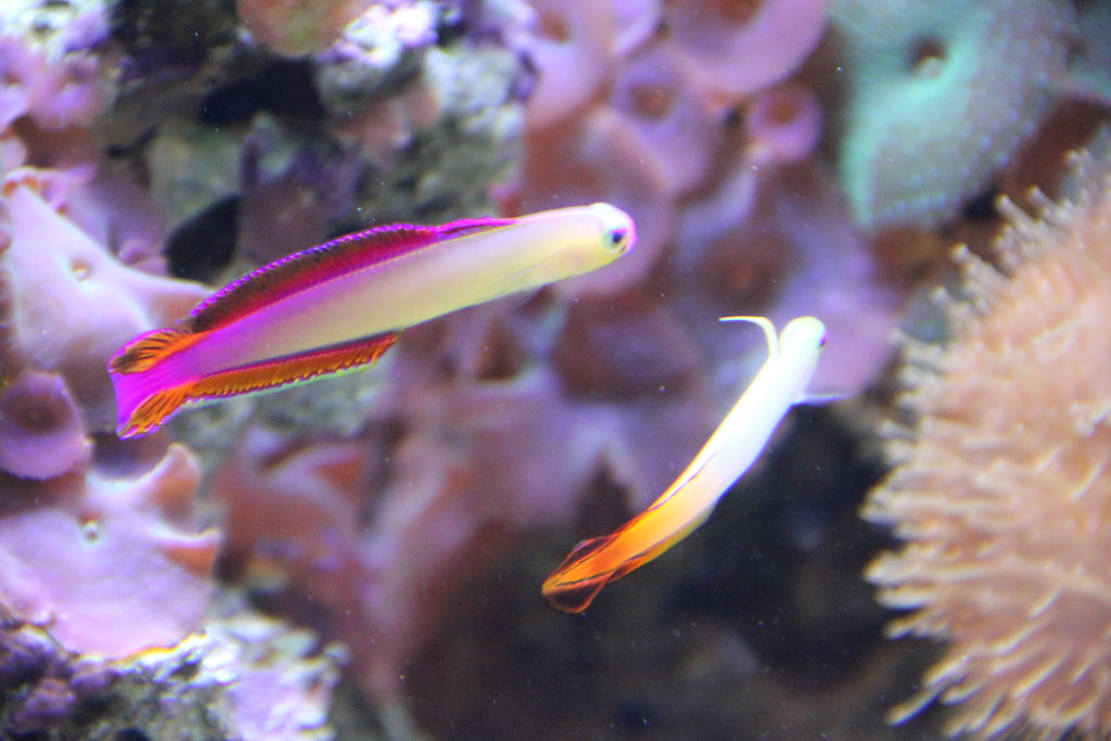 Purple firefish and firefish More color in the reef Flickr