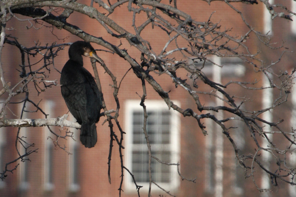 Great Cormorant Manschester NH... by the merrimack river..… Flickr