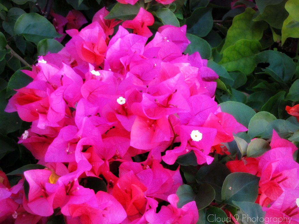 Winter flowers in florida the flowers in florida during wi… Flickr
