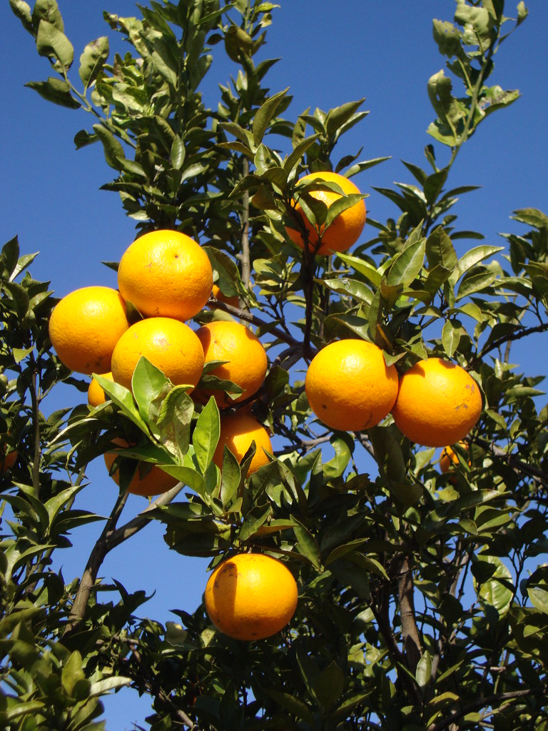 Florida Oranges (DeSoto County, Florida) Located to the so… Flickr