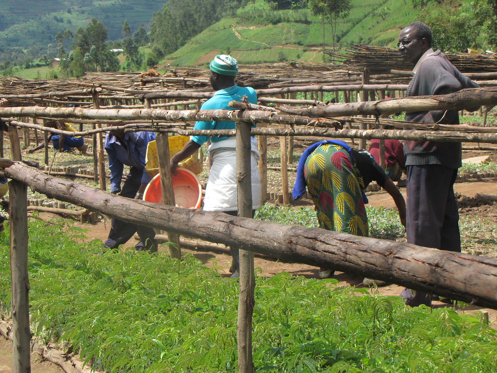 Tree Nurseries Maintaining tree nurseries in Rwanda. Photo… Flickr