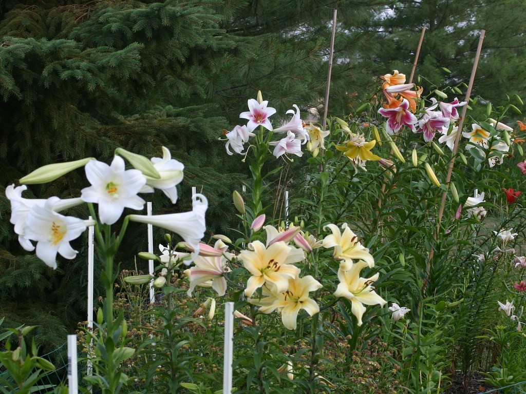 Lilies200507100231c4x3 Ohio Lily Society Flickr