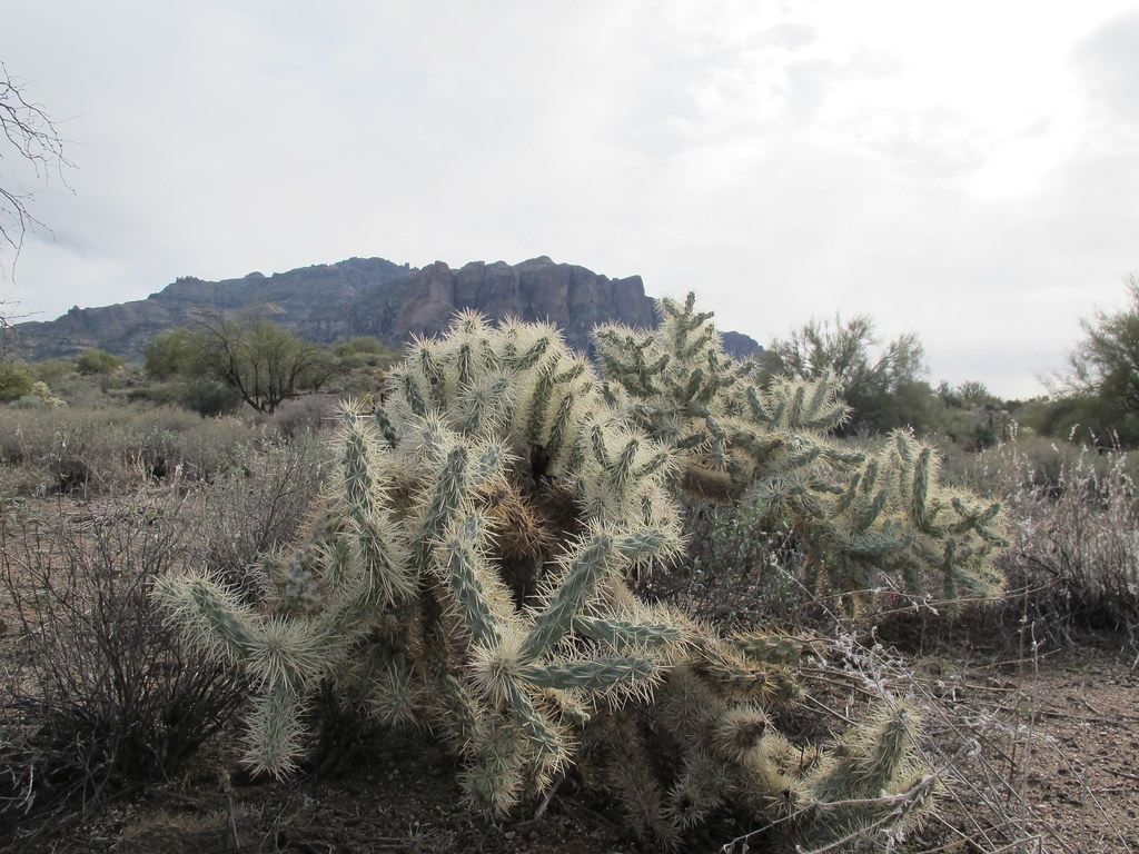 New Year's in Arizona The nefarious jumping cactus of Tont… Flickr