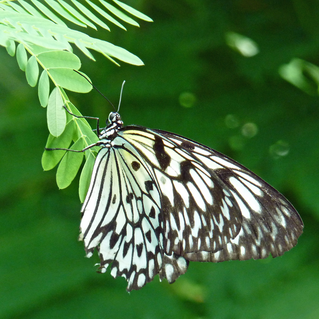 AKA Paper Kite Butterfly Photographed at the Calgary Zoo Flickr