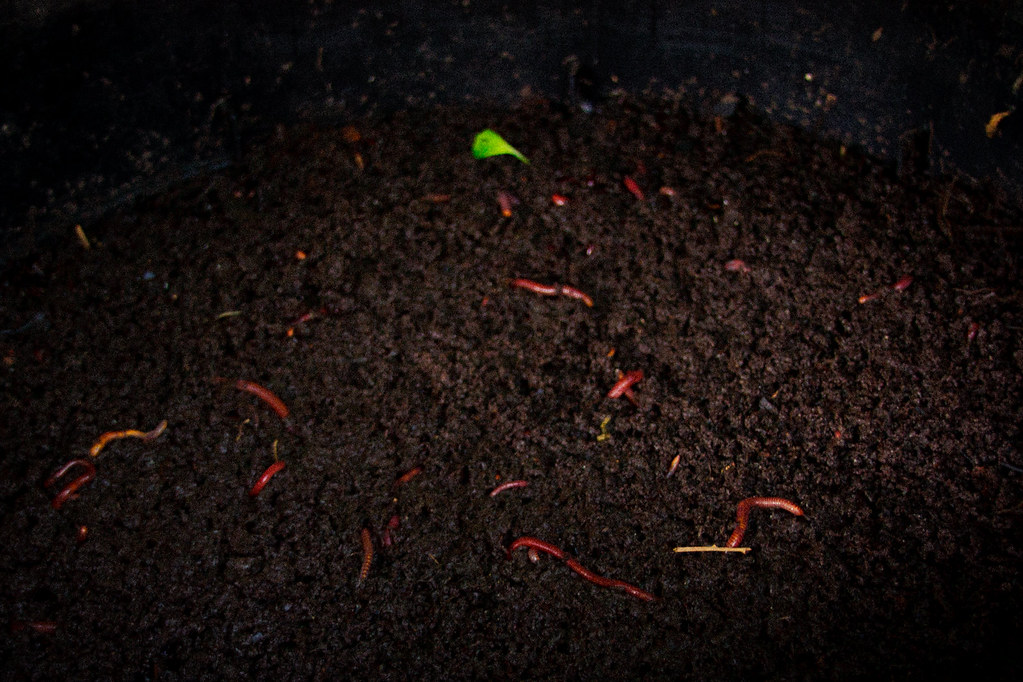 Wormfarm4.jpg 4.1 Worms Our current wormfarm is loaded