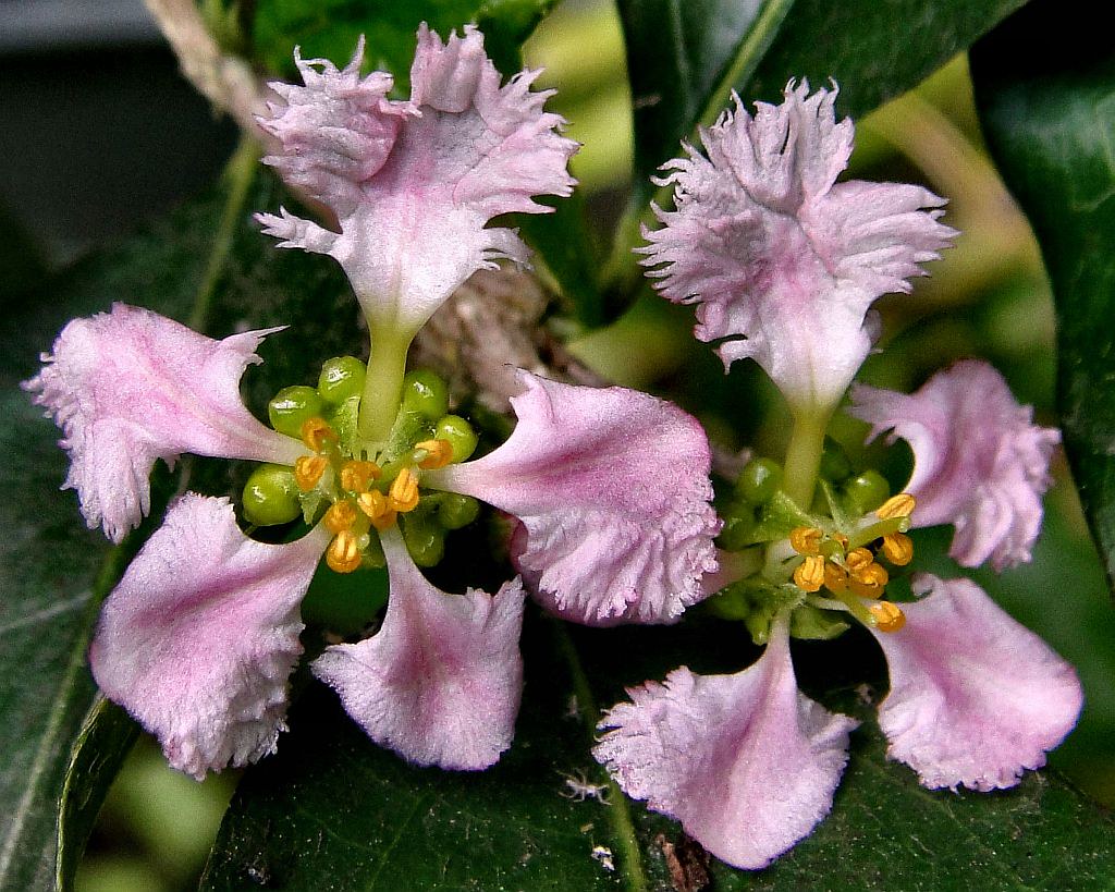 Vitamin C for Winter. Malpighia emarginata, Barbados Cherr… Flickr