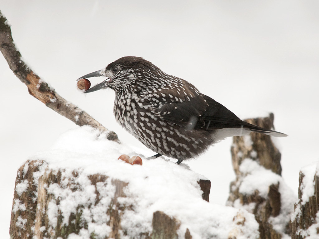 Nutcracker Nutcracker Nucifraga caryocatactes Кедровка… Flickr
