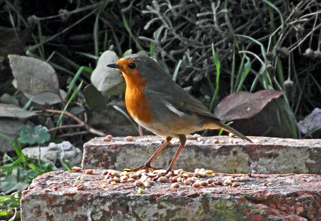 When the Red Red Robin comes bob bob bobbin' along Flickr