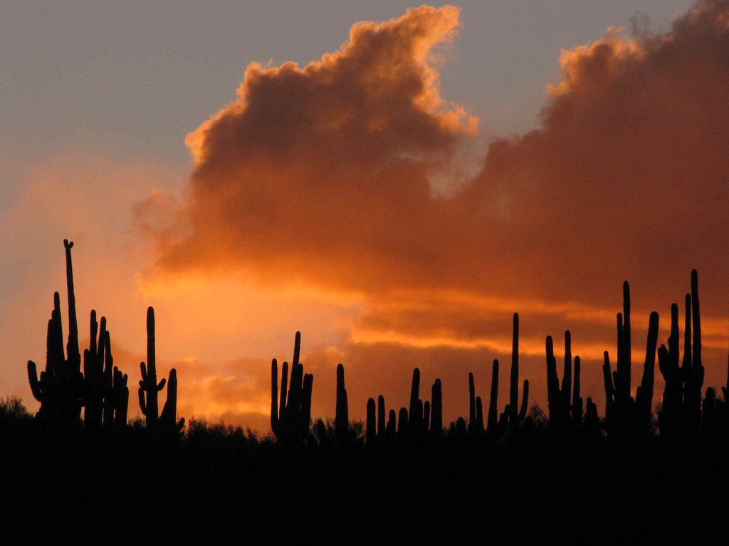 Sunset over Saguaro cacti on ridge; SE of San Manuel, AZ a photo on