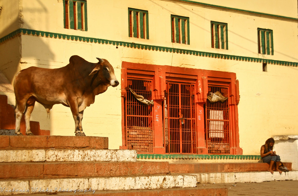 Tourist and Cow Varanasi Ghats a photo on Flickriver