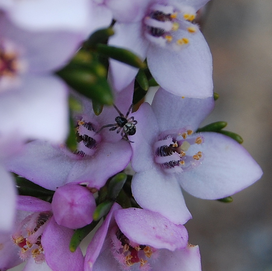 Lemon scented spider Natalie Tapson Flickr