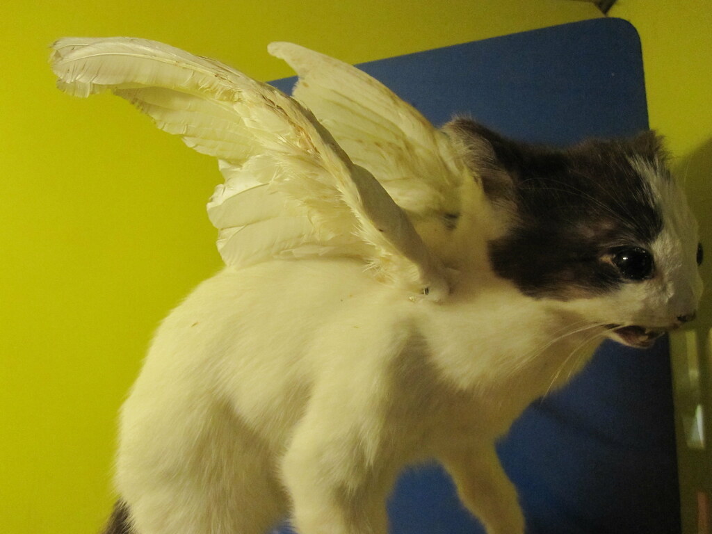 Winged Cat Surreal Victorian taxidermy a flying cat. Pho… Flickr