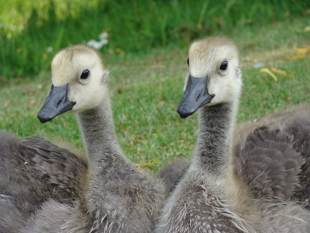 canadian goose chicks x2 4610 Endaf 1 Flickr