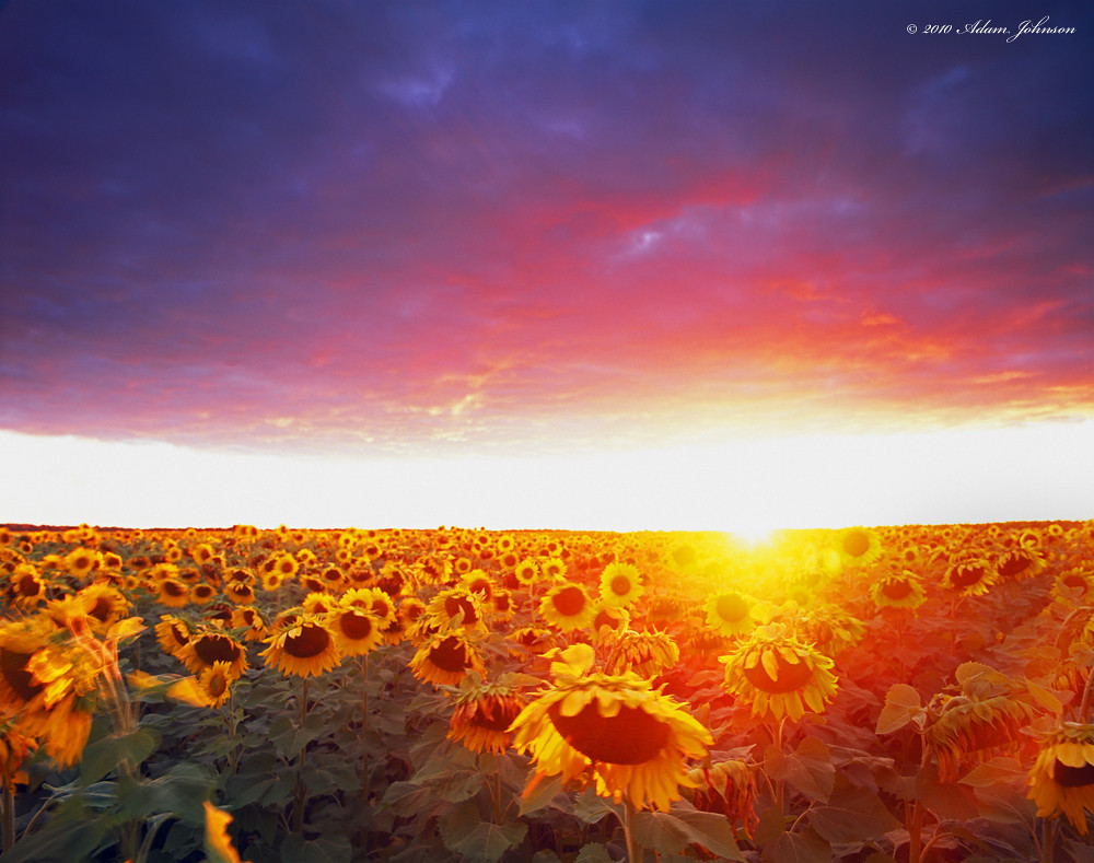 Minnesota Sunflower Field "Endless Sunflowers" Roseau Coun… Flickr