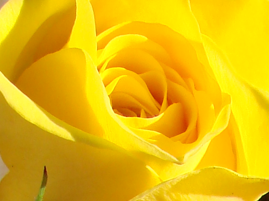 yellow rose Dallas Flickr