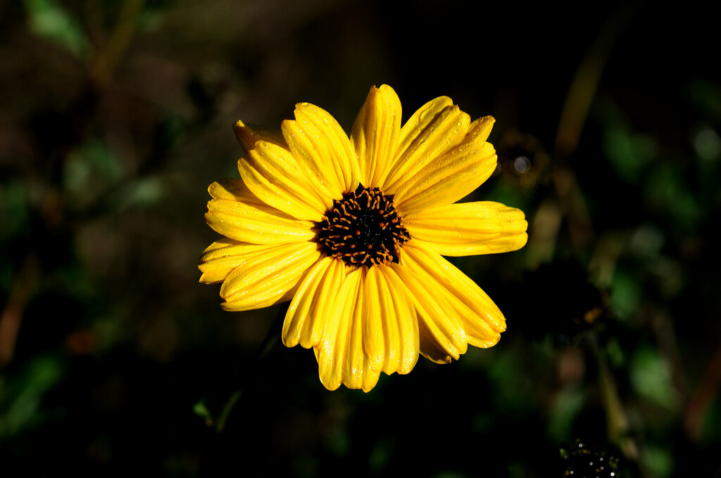 2011 Orange County Flowers Flickr