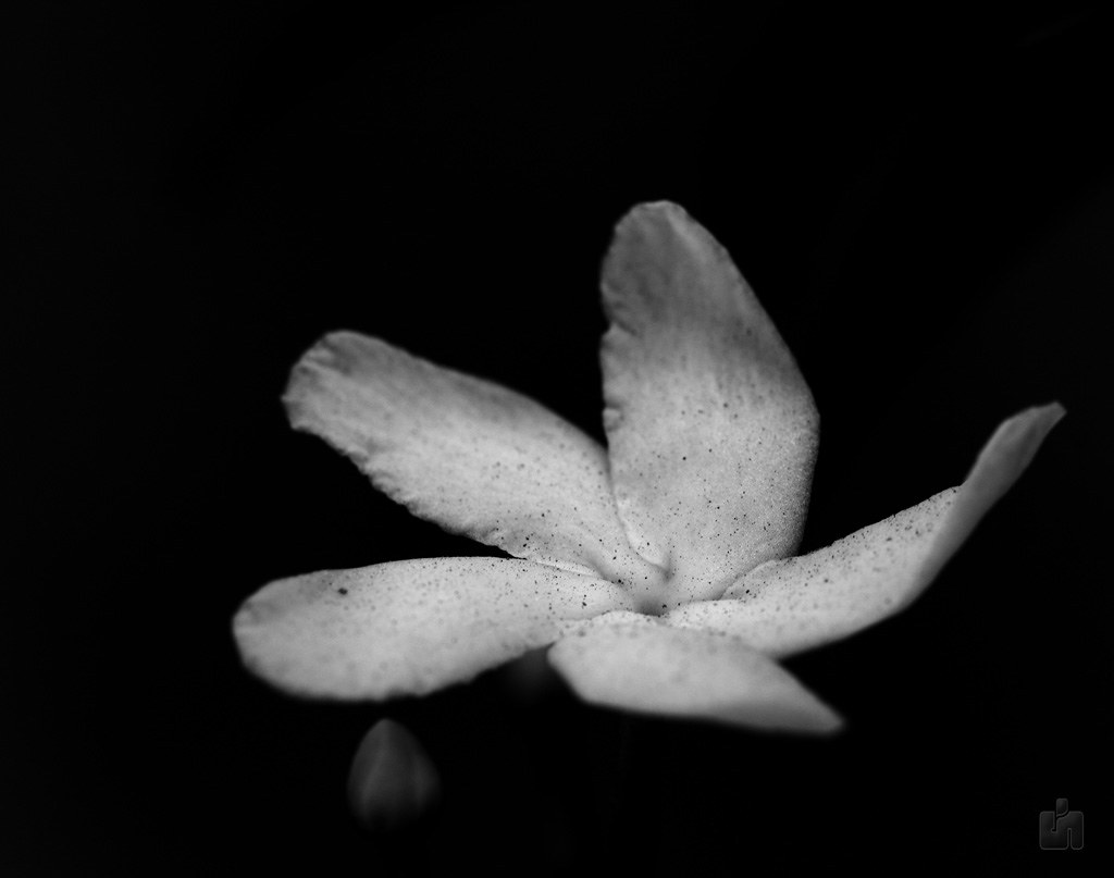 Colourless What good is a flower without its colour? What ??? Flickr