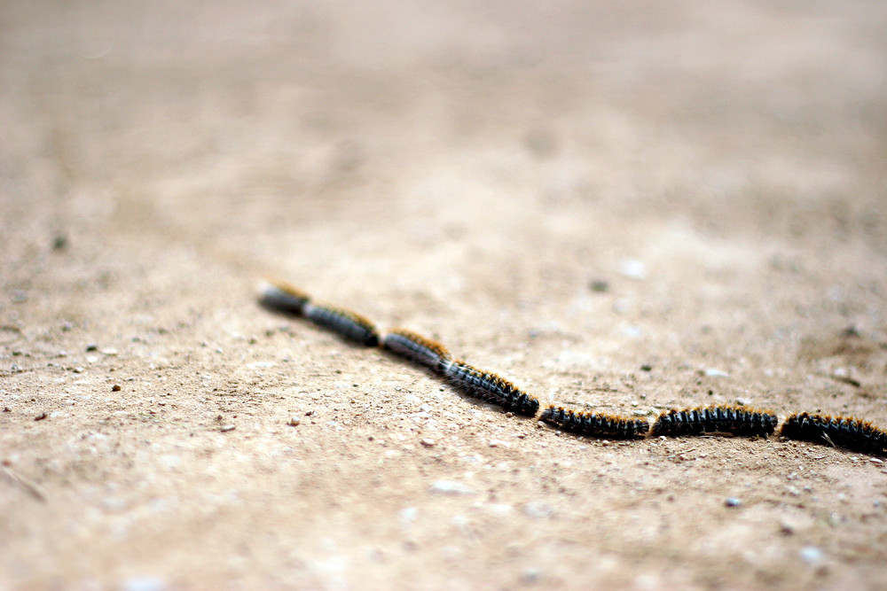 Spanish Caterpillars Not a conventional shot from a holida… Flickr