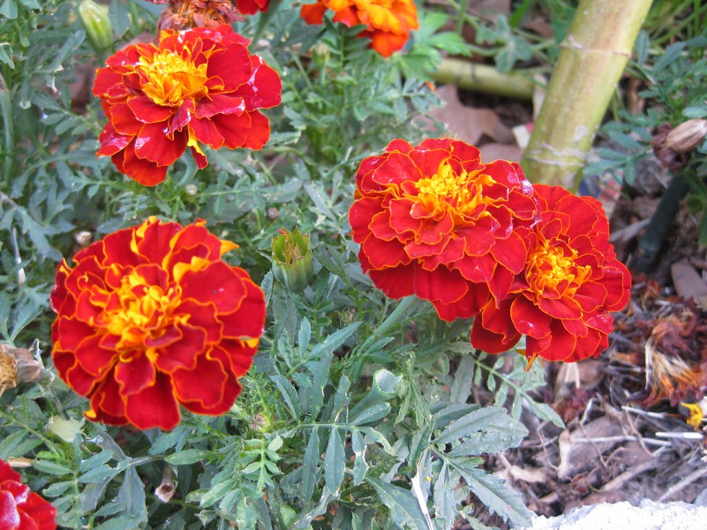 Marigold Beneficial flowers french marigolds Very Edible Gardens Flickr