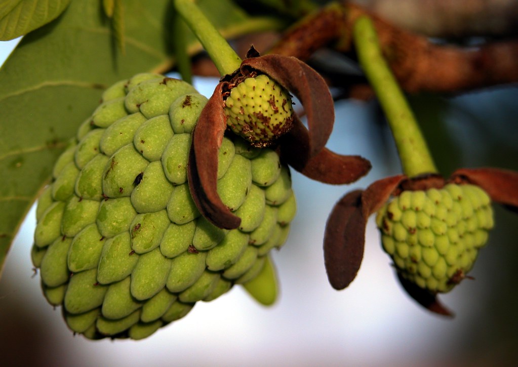 Sugar Apple 7 SEYCHELLES / (Bengali = আতা) THIS IS NOT C… Flickr