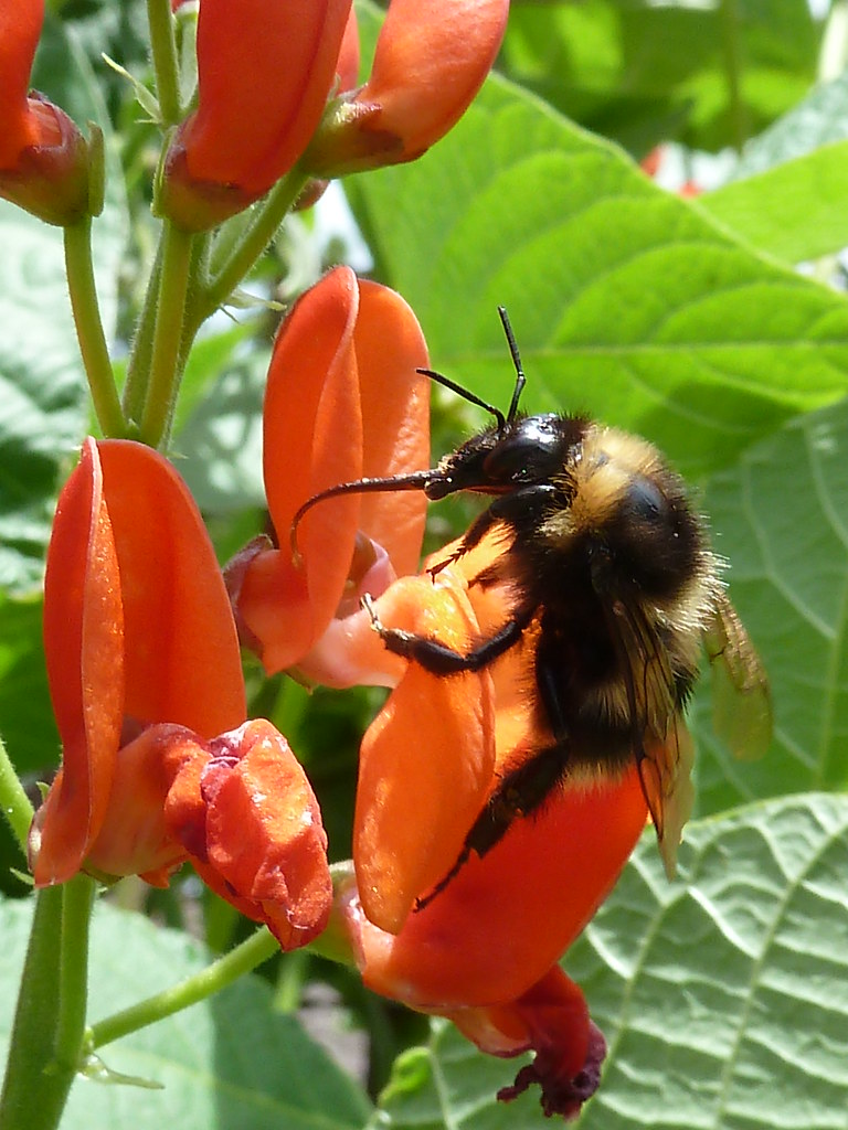 A Bee on a Runner Bean Flower A Bee on a Runner Bean Flowe… Flickr