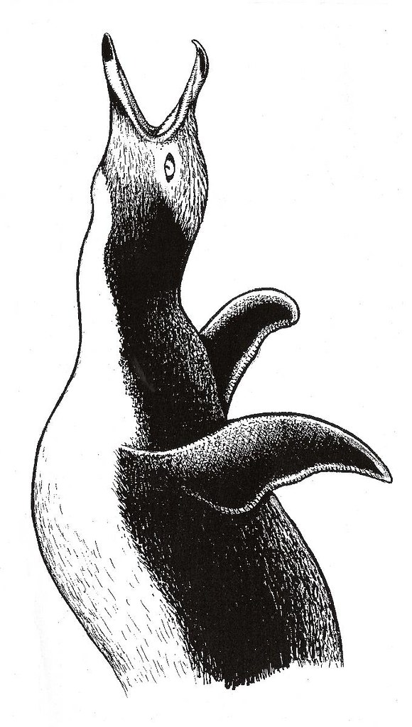 Yelloweyed Penguin Picture Pen and ink drawing of a New Z… Flickr