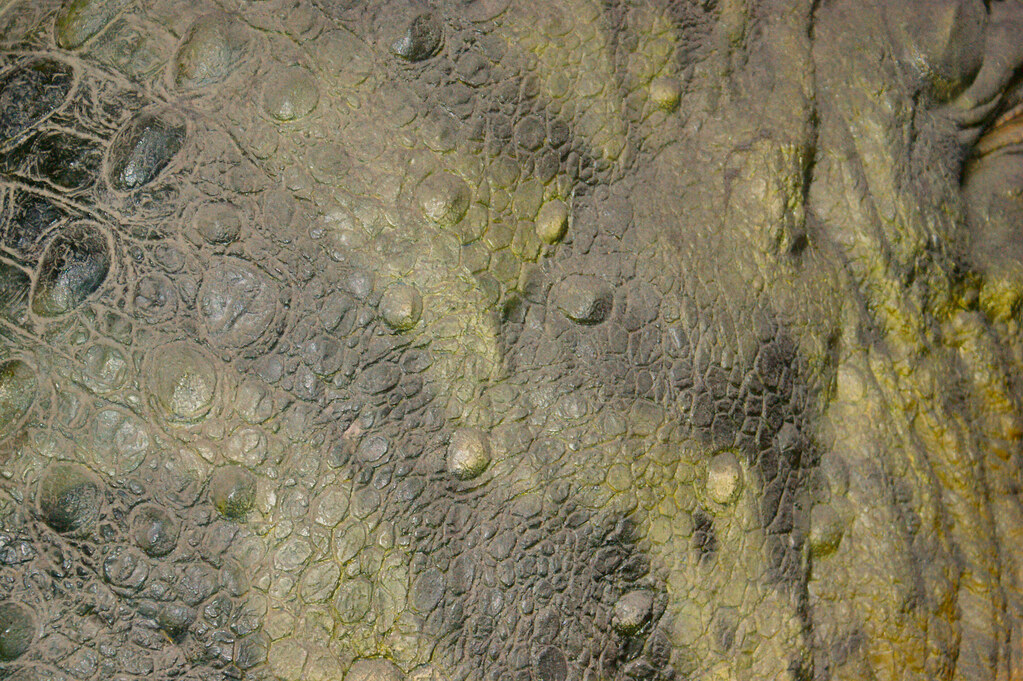 Tyrannosaurus Rex skin texture Can't really get too close … Flickr