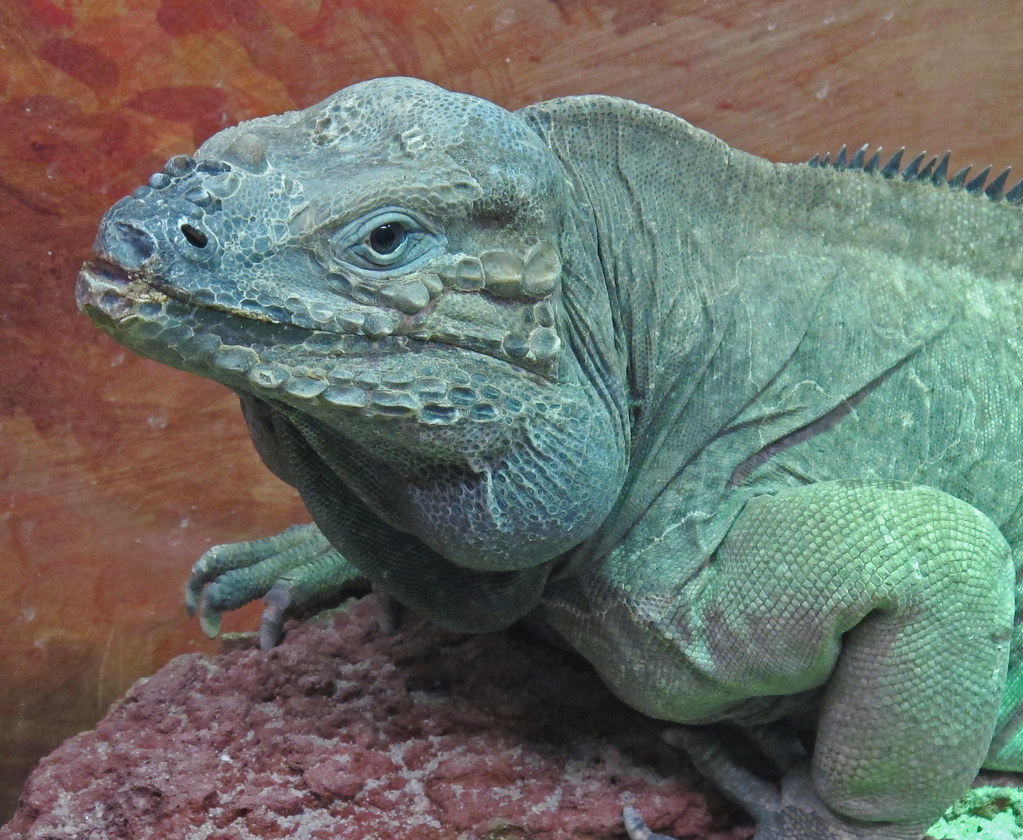 Natural History Museum Rhinoceros Iguana Yes I took a