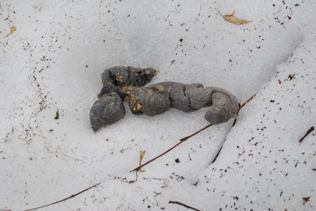 Owl Pellet near Dunnville, WI Aaron Carlson Flickr