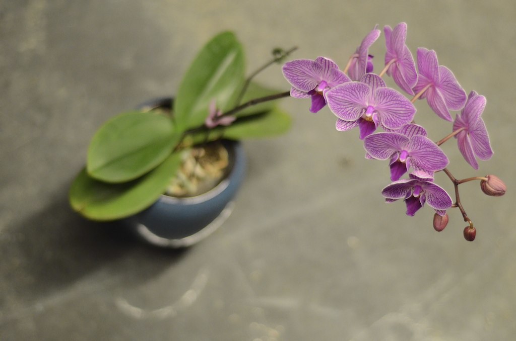 Potted Orchids Potted Orchids squeezmedia Flickr