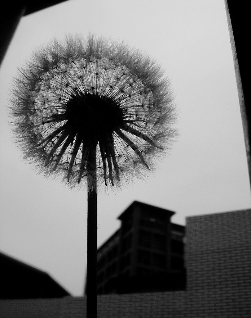 蟄伏 死了就開始 Leon Yen Flickr