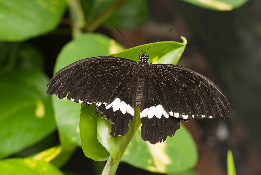 Carleton University Butterfly Exhibit 2016 Brenda NighborSmith Flickr