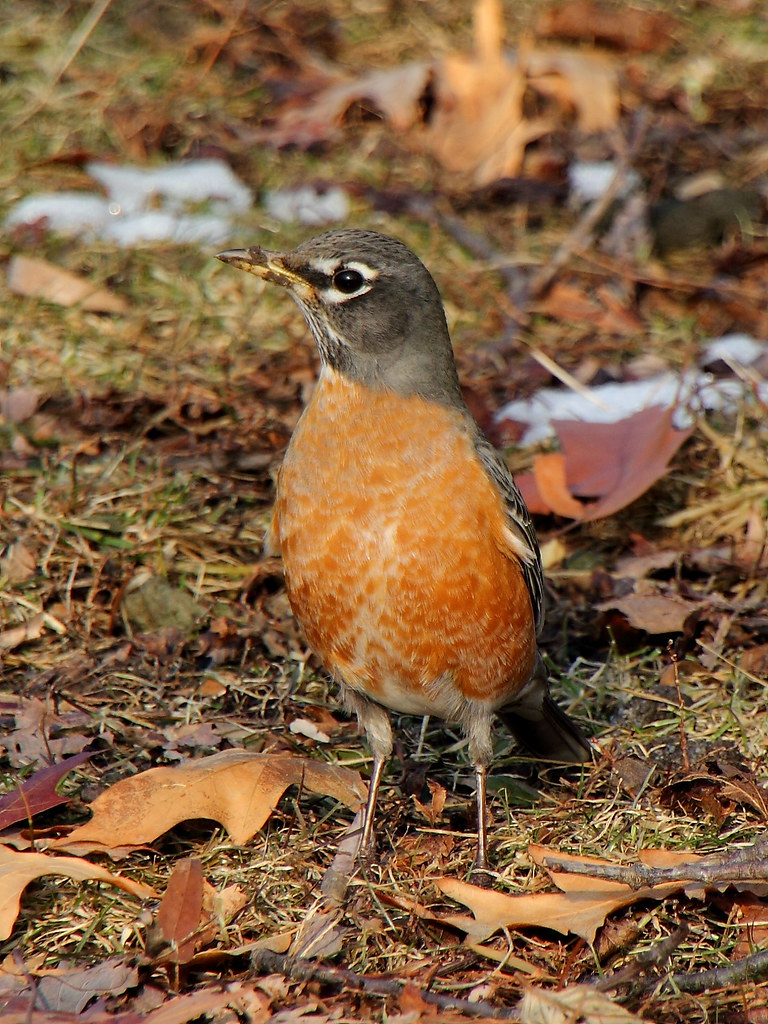 American Robin on Ground American Robin (Turdus migratoriu… Flickr