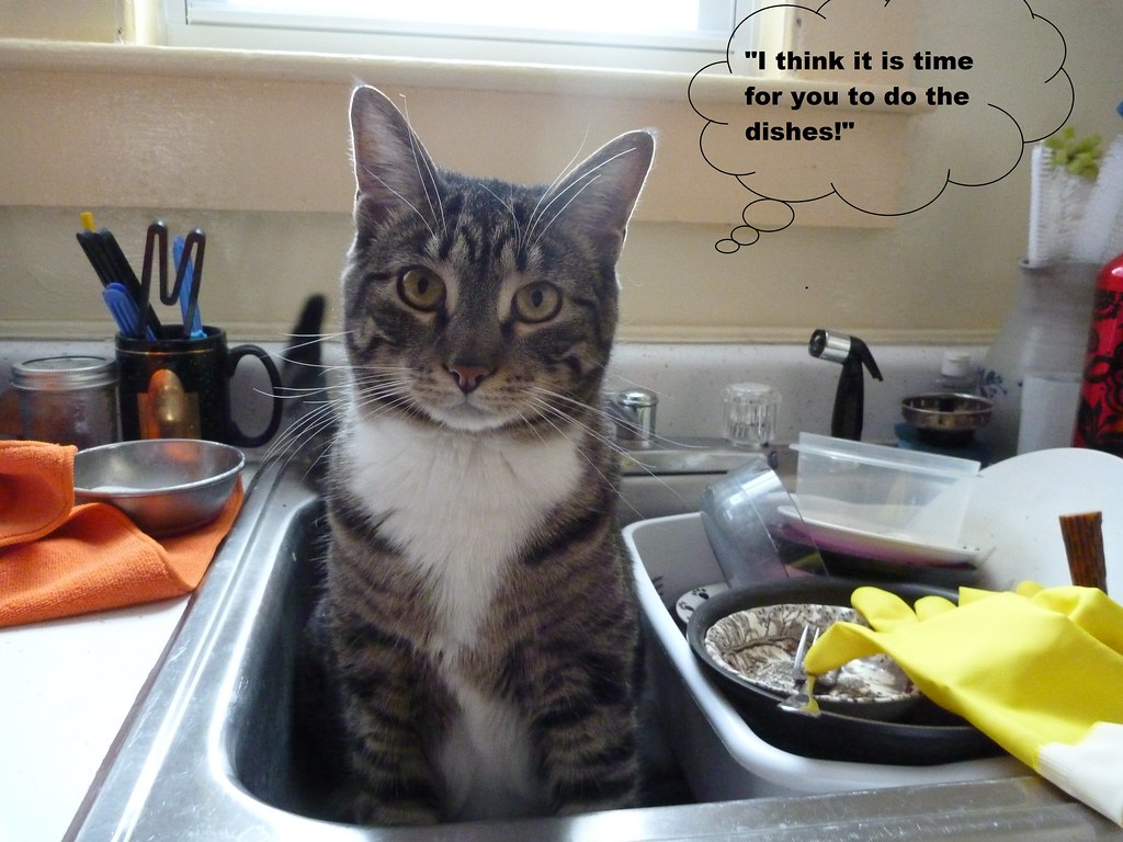 Dishes I hate doing dishes (note full dishpan). Molly used… Flickr