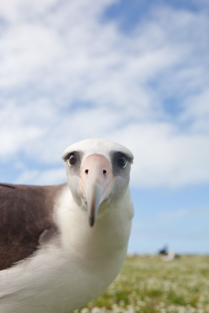 Eli Albatross Midway Atoll Something amazing... Flickr