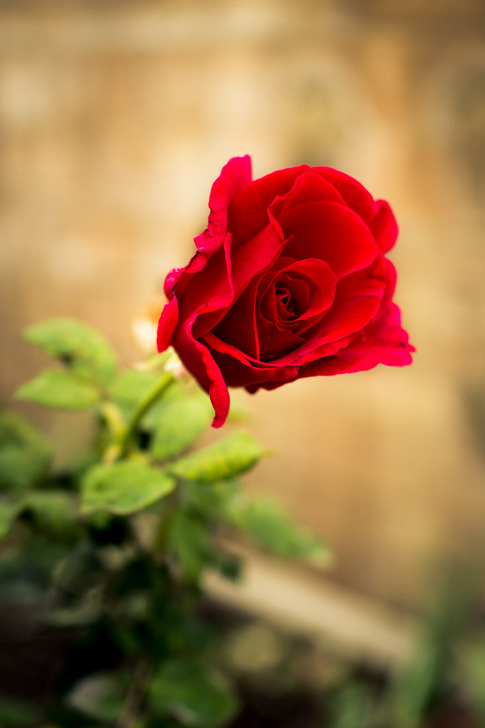 The Scent of Roses and Dust hjl Flickr