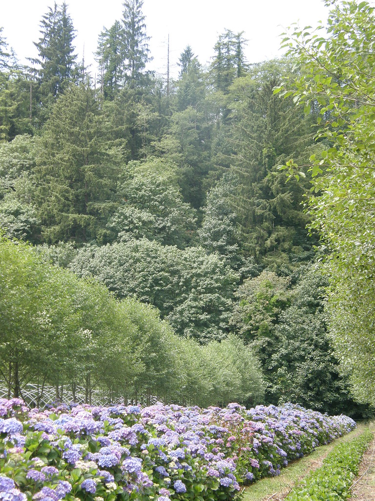 Blue, Purple, Lavender, & Antique Hydrangea Oregon Coastal Flowers