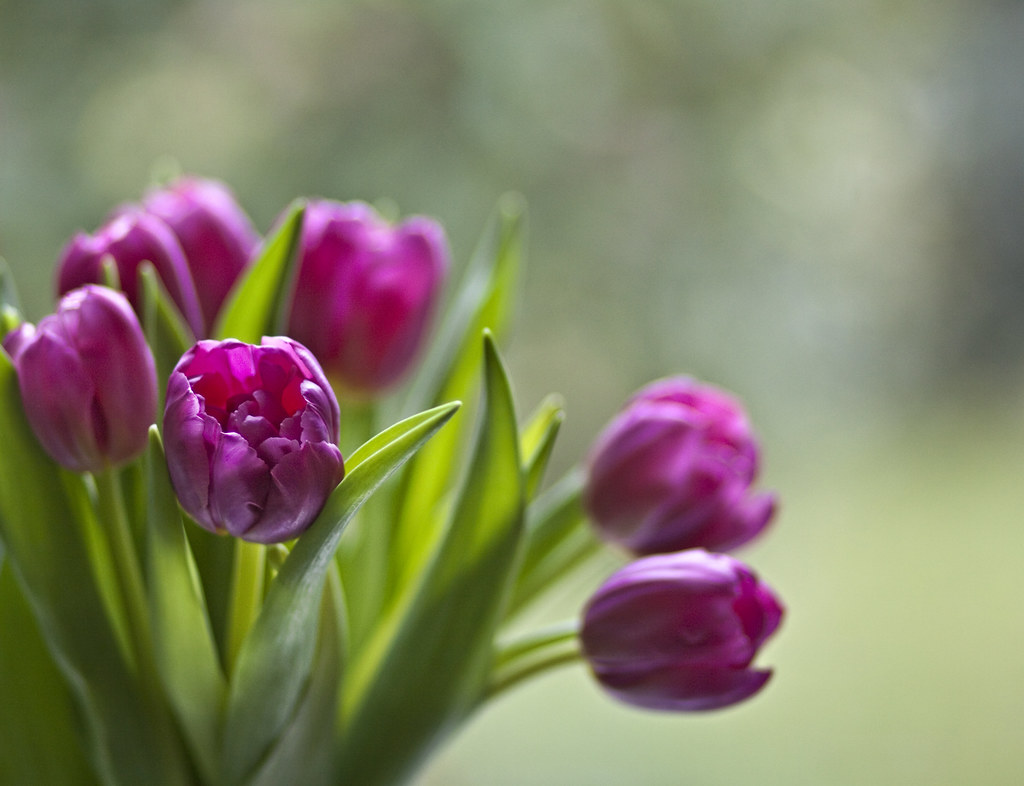 Tulips from... Day 29 Tesco. But I wish it were Sprin… Flickr