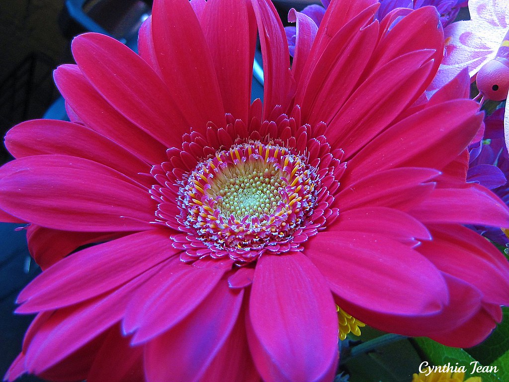 Hot Pink Gerbera Daisy Washigal57 Flickr