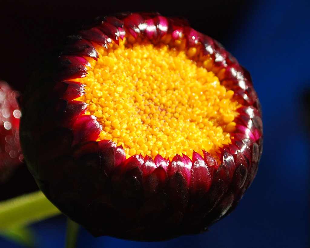 Helichrysum bracteatum "Monster Pink" nick fullerton Flickr